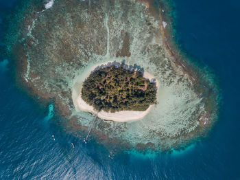 Close-up of coral in sea