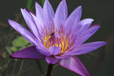 High angle view of purple water lily blooming outdoors