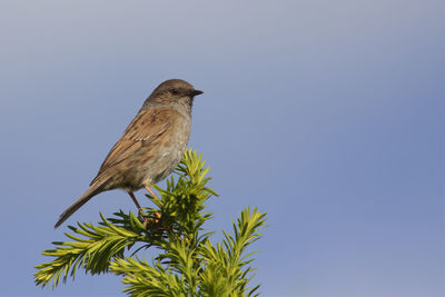 Low angle view of bird perching on branch against sky