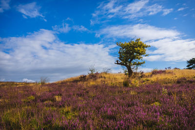 Tree on field against sky