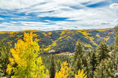 Scenic view of forest against sky