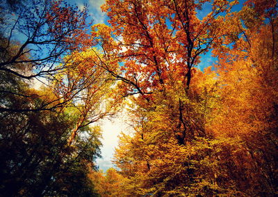 Low angle view of trees during autumn