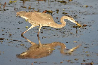 Aerial view of a bird drinking water