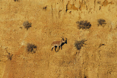 Side view of an animal on rock