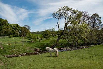 View of a horse on field