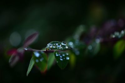 Close-up of raindrops on leaf