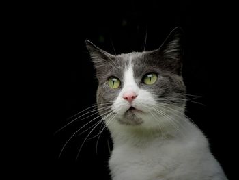 Close-up portrait of cat