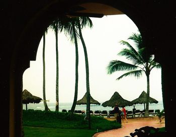 Palm trees against clear sky