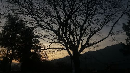 Silhouette bare trees against sky at sunset