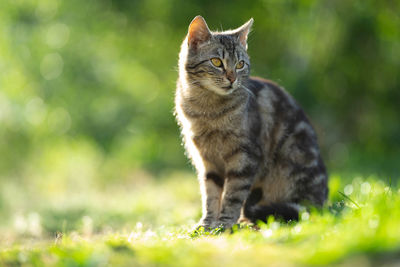 Cat sitting on a field