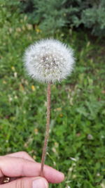 Close-up of hand holding dandelion flower