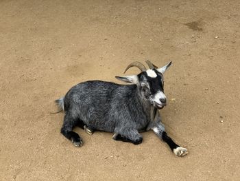 High angle view of goat relaxing on land