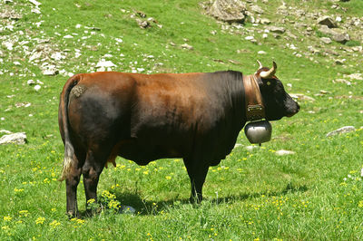 Side view of cow standing on grassy field