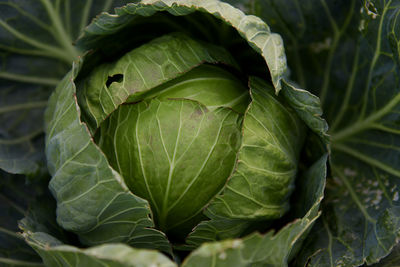 Fresh cabbage