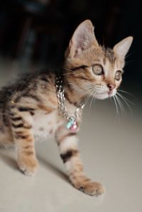 Close-up of a cat looking away