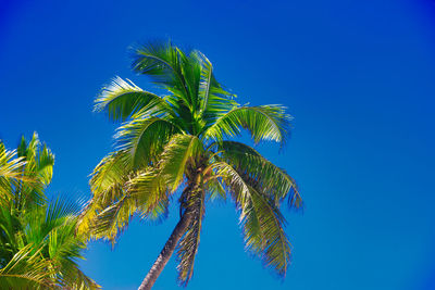 Tropical island with a paradise beach and palm trees, fiji islands