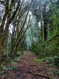 Trees in forest