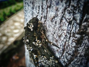 Close-up of bird perching on tree trunk