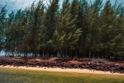 Trees on field in forest