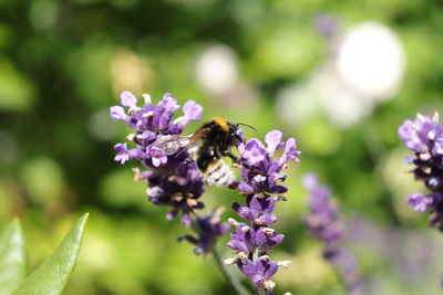 Bee pollinating flower