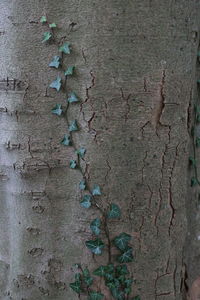 Full frame shot of tree trunk