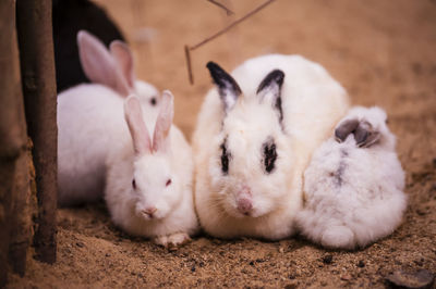 Close-up portrait of rabbits
