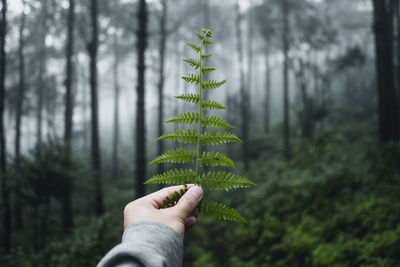 Cropped image of hand holding fern in forest