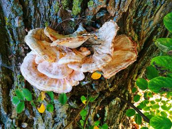 High angle view of mushrooms growing on tree trunk