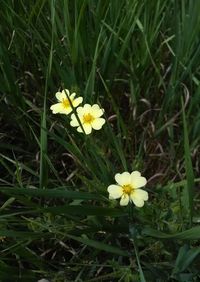 Close-up of fresh white flower in field