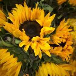 Close-up of sunflower blooming outdoors