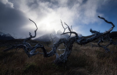 Bare tree against sky