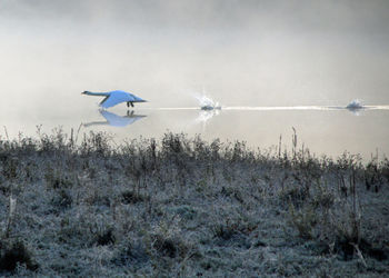 Bird flying over grass against sky