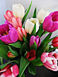 Close-up of pink flowers