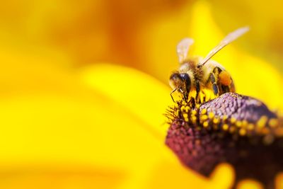 Close-up of bee pollinating on yellow flower