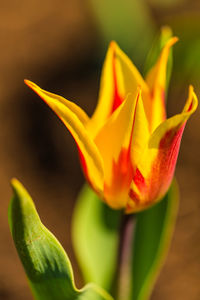 Close-up of yellow flowering plant