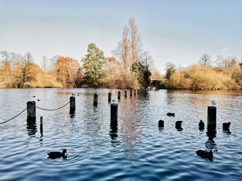 Swans swimming in lake against sky