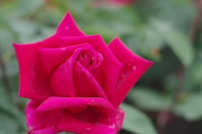 Close-up of pink rose blooming outdoors