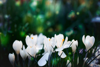Close-up of white flowering plant