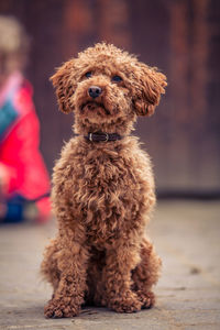 Close-up portrait of dog