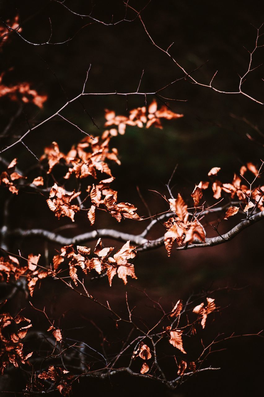 CLOSE-UP OF DRIED AUTUMN LEAVES ON TREE