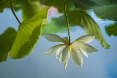 Low angle view of flowering plant