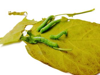 Close-up of green pepper against white background