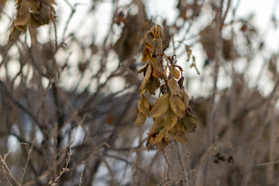 Close-up of pine cone on tree during winter