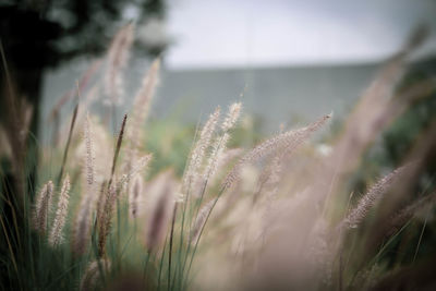 Close-up of stalks in field against sky