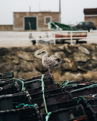 Full length of seagull perching on plastic containers outdoors