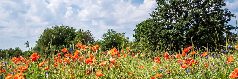 Close-up of flowering plants on field against sky