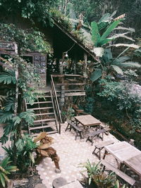 Potted plants in yard