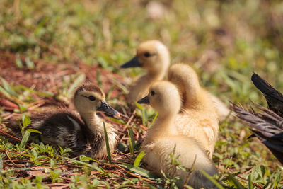 Ducks in a farm