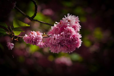 Close-up of pink cherry blossoms in spring