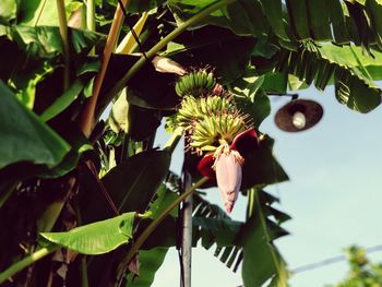 Close-up of flowering plant by tree